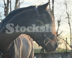 Equestrian