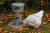 Image 6 Image 6
