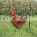 POULTRY NETTING GREEN 50M