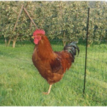 POULTRY NETTING GREEN 50M