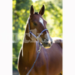SOFTRA HEADCOLLAR PONY LILAC