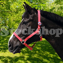 CLASSIC HEADCOLLAR PONY RED