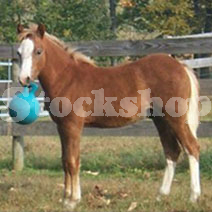 Toys & Licks Toys & Licks