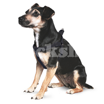 Harnesses & Muzzles Harnesses & Muzzles