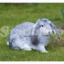 Small Animals Small Animals