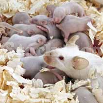 Rats & Mice Rats & Mice