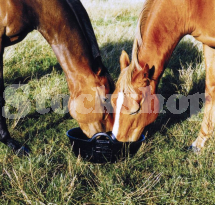 Ground Feeding Bowls/Skips Ground Feeding Bowls/Skips