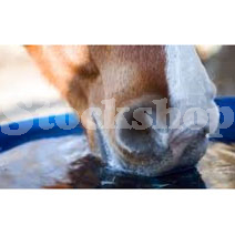 Automatic Drinkers Automatic Drinkers