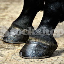 Hoof_Care Hoof_Care