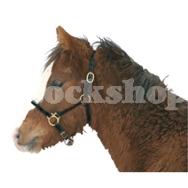 Leather Foal Head Collars