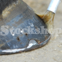 Hoof Brushes Hoof Brushes