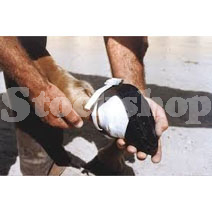 Shoe Boots Shoe Boots